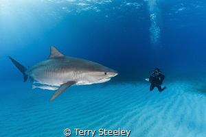 The ocean has a wonderful way of showing us what really m... by Terry Steeley 